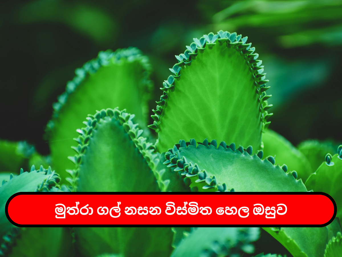 මුත්‍රා ගල් නසන විස්මිත හෙල ඔසුව